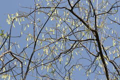Gliricidia sepium